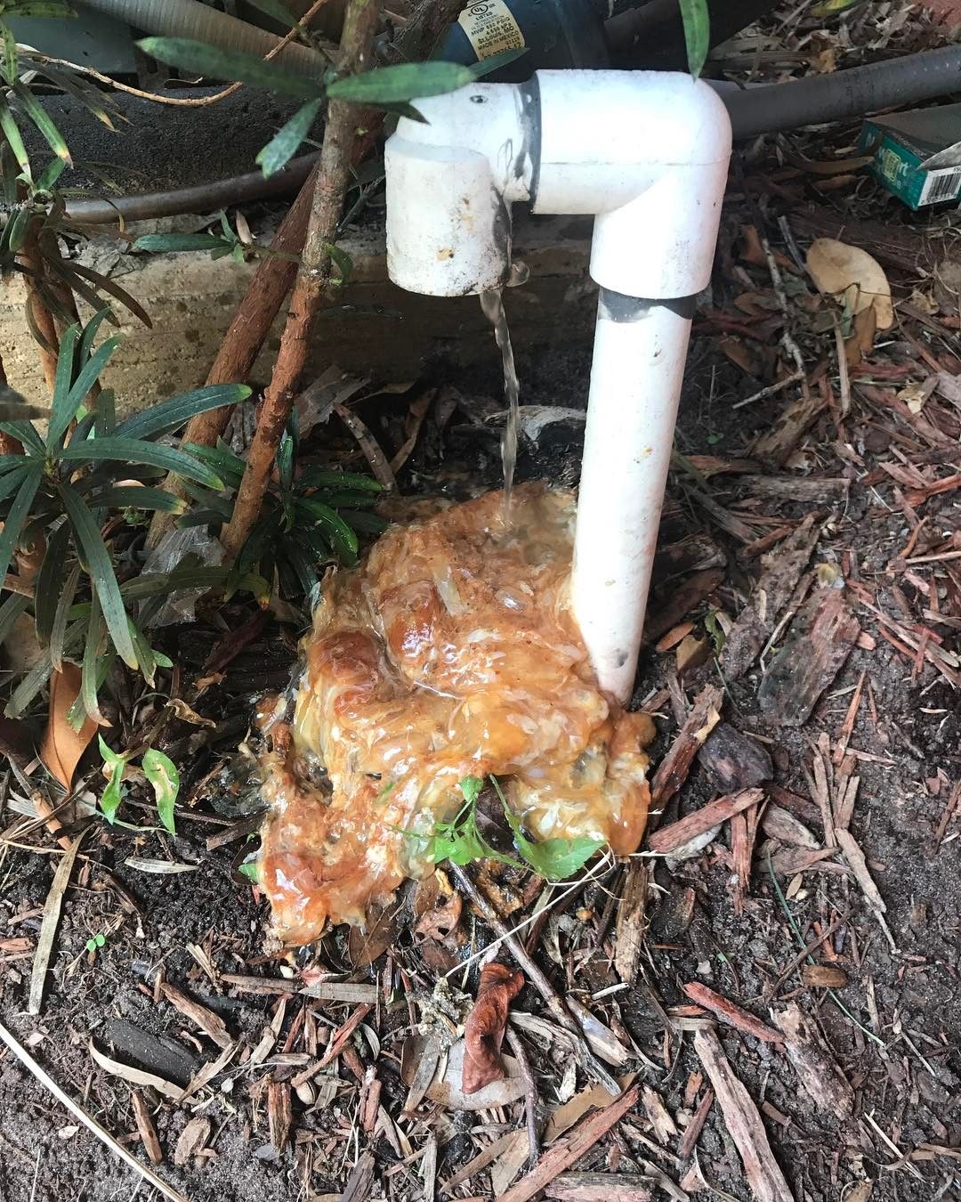 Condensate drain discharging a mass of sludge into the mulch after being cleared