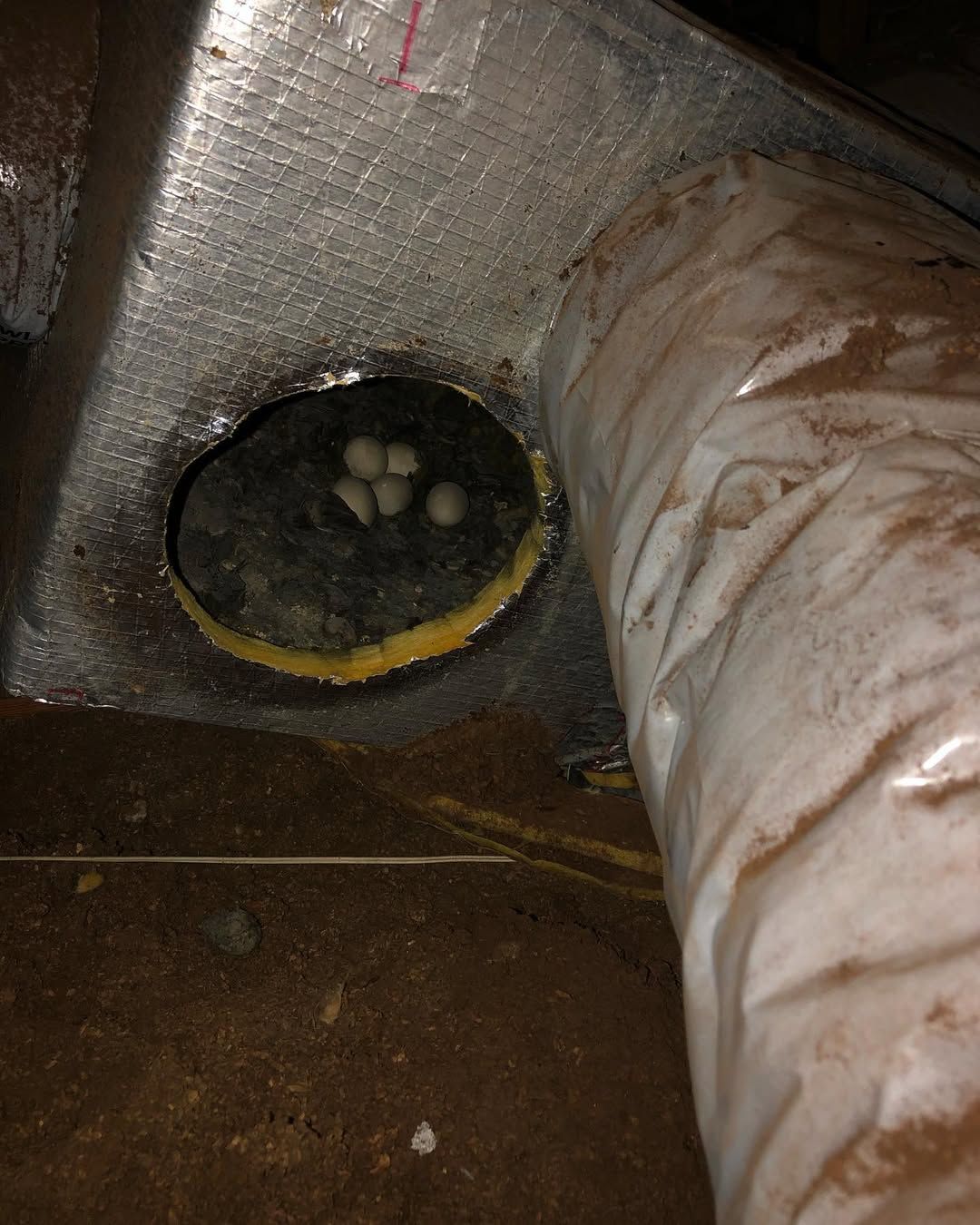 Duct opened to reveal a nest and debris inside the run, plus a soiled flex duct